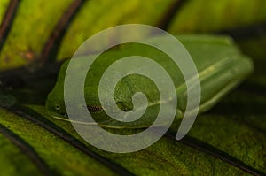 Tree frog on leaf