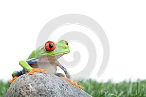 Red-eyed tree frog on rock