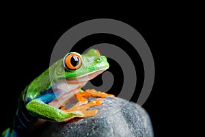 Red-eyed tree frog on a rock isolated