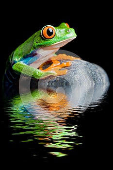 Red-eyed tree frog on a rock isolated