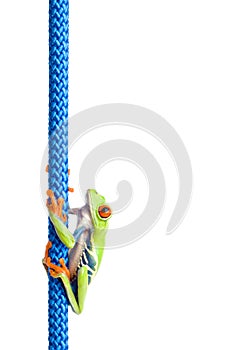 Red-eyed tree frog on rope