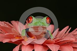 Red eyed tree frog sat on flower