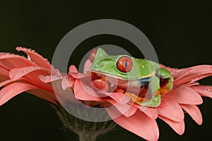 Red eyed tree frog sat on top of salmon petals