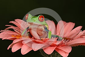 Red eyed tree frog sat on flower