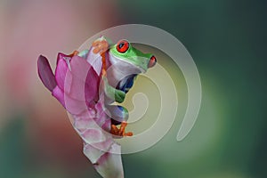 Red-eyed tree frog sitting on flower