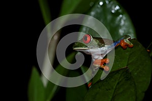 Red-eyed tree frog sitting on green leaves