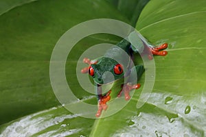 Red-eyed tree frog sitting on green leaves