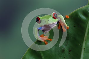 Red-eyed tree frog sitting on green leaves