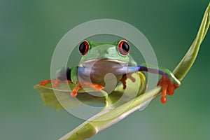 Red-eyed tree frog sitting on green leaves