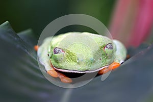 Red-eyed tree frog sitting on green leaves