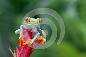 Red-eyed tree frog sitting on green leaves