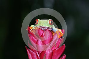 Red-eyed tree frog sitting on green leaves