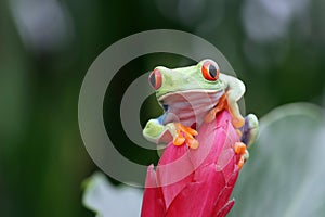 Red-eyed tree frog sitting on green leaves