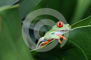 Red-eyed tree frog sitting on green leaves
