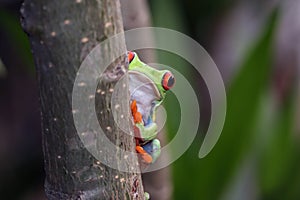 Red-eyed tree frog sitting on green leaves