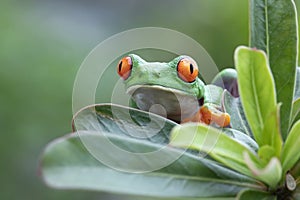 Red-eyed tree frog sitting on green leaves