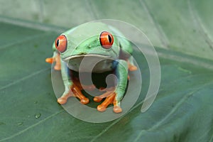 Red-eyed tree frog sitting on green leaves