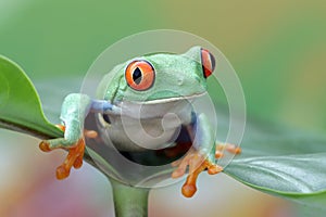 Red-eyed tree frog sitting on green leaves