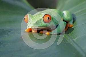 Red-eyed tree frog sitting on green leaves