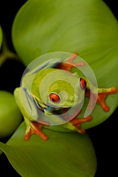 Red eyed tree frog sitting on leaf with black background