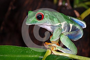 Red eyed tree frog sitting on the pitcher plant stem