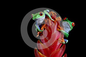 Red-eyed tree frog sitting on red bud