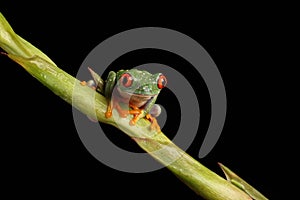 Red Eyed Tree Frog - Studio Captured Image