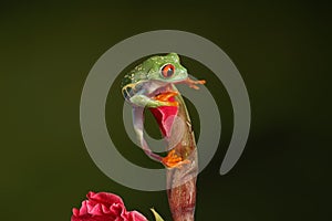 Red Eyed Tree Frog - Studio Captured Image