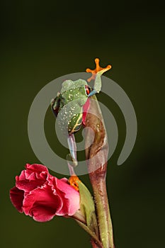 Red Eyed Tree Frog - Studio Captured Image