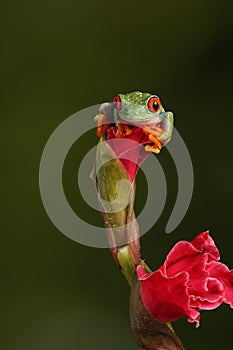 Red Eyed Tree Frog - Studio Captured Image