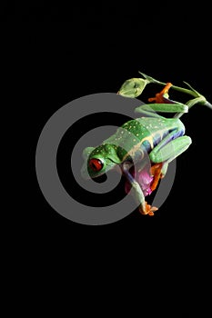 Red Eyed Tree Frog - Studio Captured Image