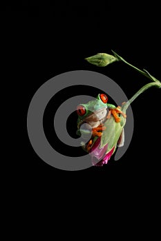 Red Eyed Tree Frog - Studio Captured Image