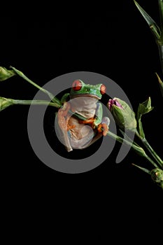 Red Eyed Tree Frog - Studio Captured Image