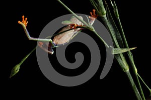 Red Eyed Tree Frog - Studio Captured Image