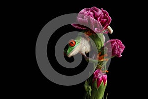 Red Eyed Tree Frog - Studio Captured Image