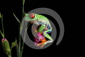 Red Eyed Tree Frog - Studio Captured Image