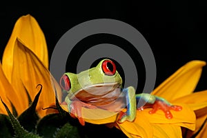 Red eyed tree frog and sunflower