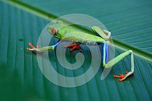 Red eyed tree frog in Tortuguero