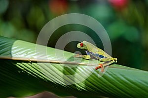 Red eyed tree frog in Tortuguero