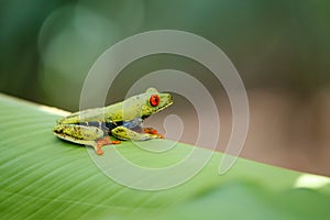 Red eyed tree frog in Tortuguero