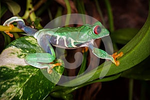 The red eyed tree frog travels
