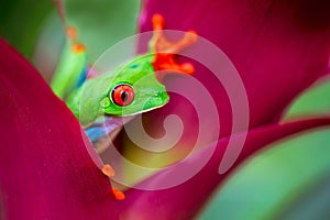 Red eyed tree frog from the tropical jungle of Costa RIca