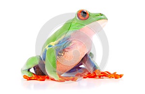 Red eyed tree frog from the tropical rain forest of Costa Rica and Panama