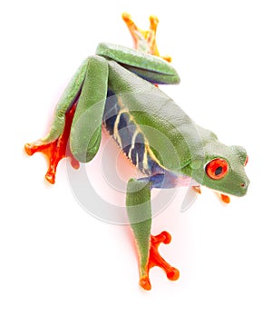 Red eyed tree frog from the tropical rain forest looking down