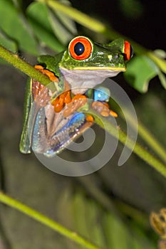 Red-eyed Tree Frog, Tropical Rainforest, Costa Rica