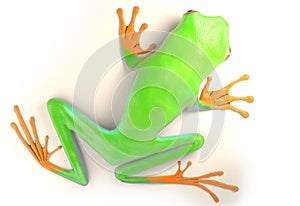 Red eyed tree frog from tropical rainforest of Costa Rica isolated on white. Agalychnis callidrias. 3d illustration