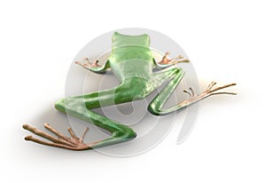 Red eyed tree frog from tropical rainforest of Costa Rica isolated on white. Behind. Agalychnis callidrias. 3d