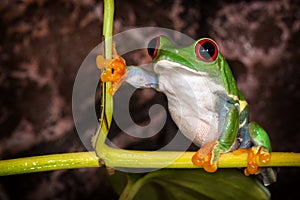 Red eyed tree frog in very important pose sitting in the terrarium
