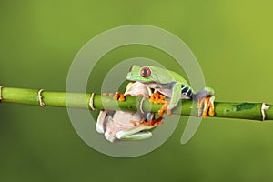 Red Eyed Tree Frog - Studio Captured Image photo