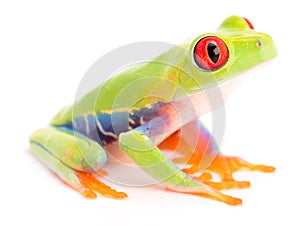 Red eyed tree frog on white